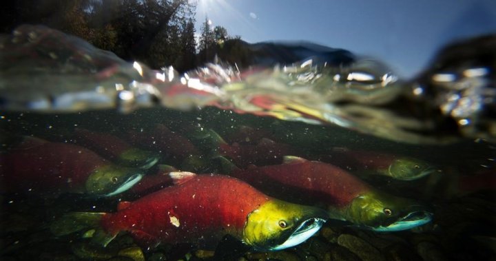 Tŝilhqot’in government ‘outraged’ by Alaskan commercial harvest of salmon bound for B.C.