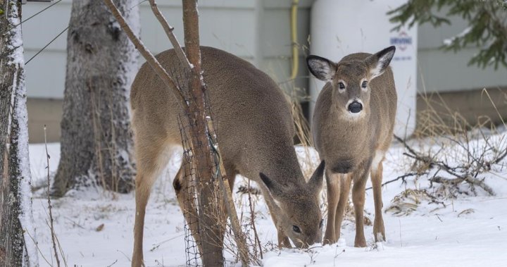 Plan to use crossbows to kill nuisance deer in Nova Scotia town challenged by critics