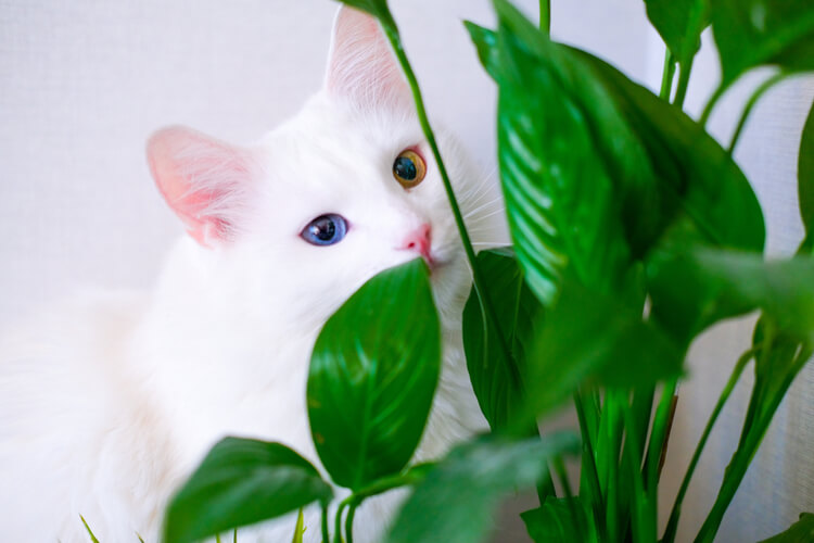 13 Pet-Friendly House Plants – Point2 News