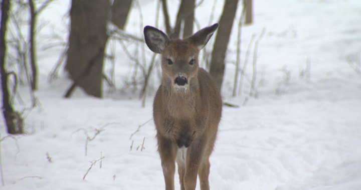 Longueuil open to discussion with animal rescue group over deer culling plan – Montreal